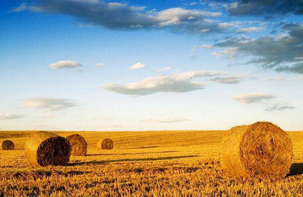 生物質(zhì)能利用途徑有哪些？目前存在什么問題？