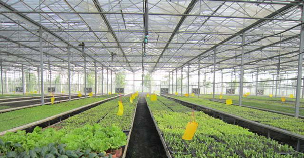 光伏農業(yè)大棚